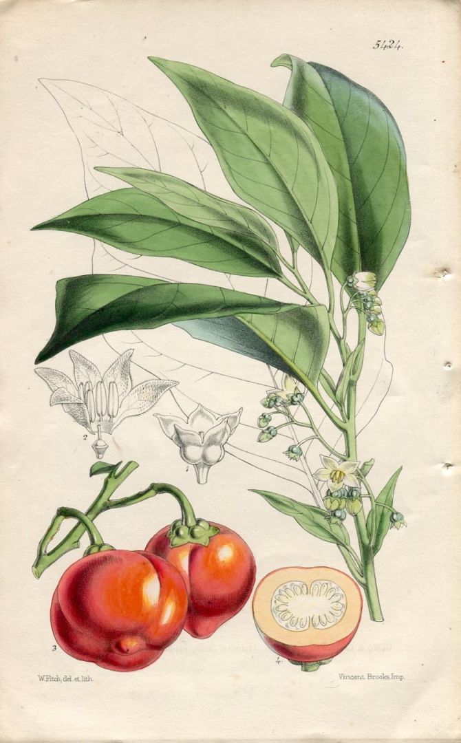 solanum anthropophagorum cannibals solanum or boro dina altkolorierte original lithographie aus curtis botanical magazine no 5424