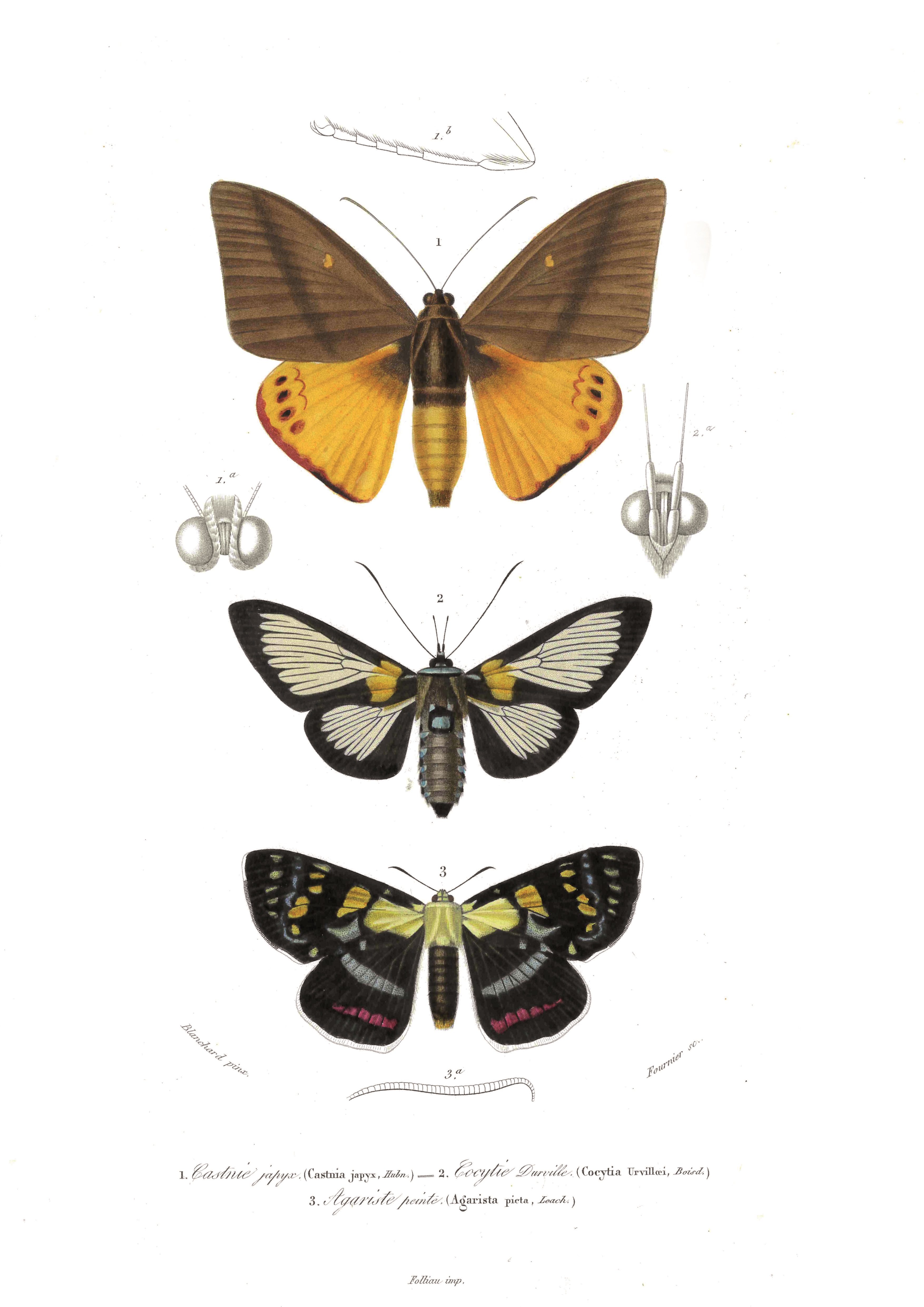 Papillons 03 copie