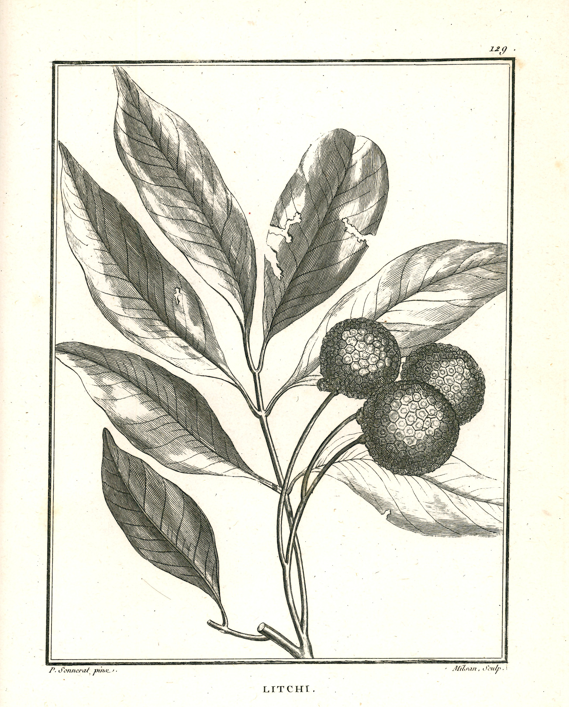 Sonnerat litchi