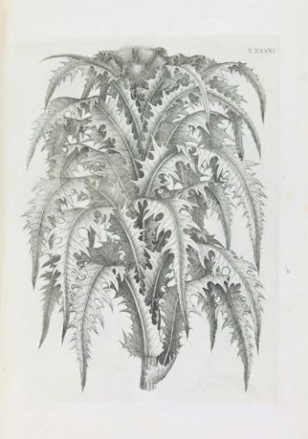 pedamontana3
