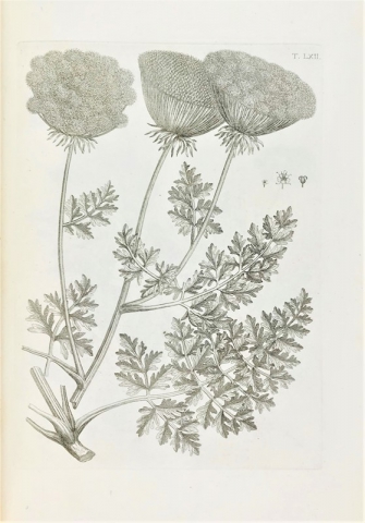 pedamontana4