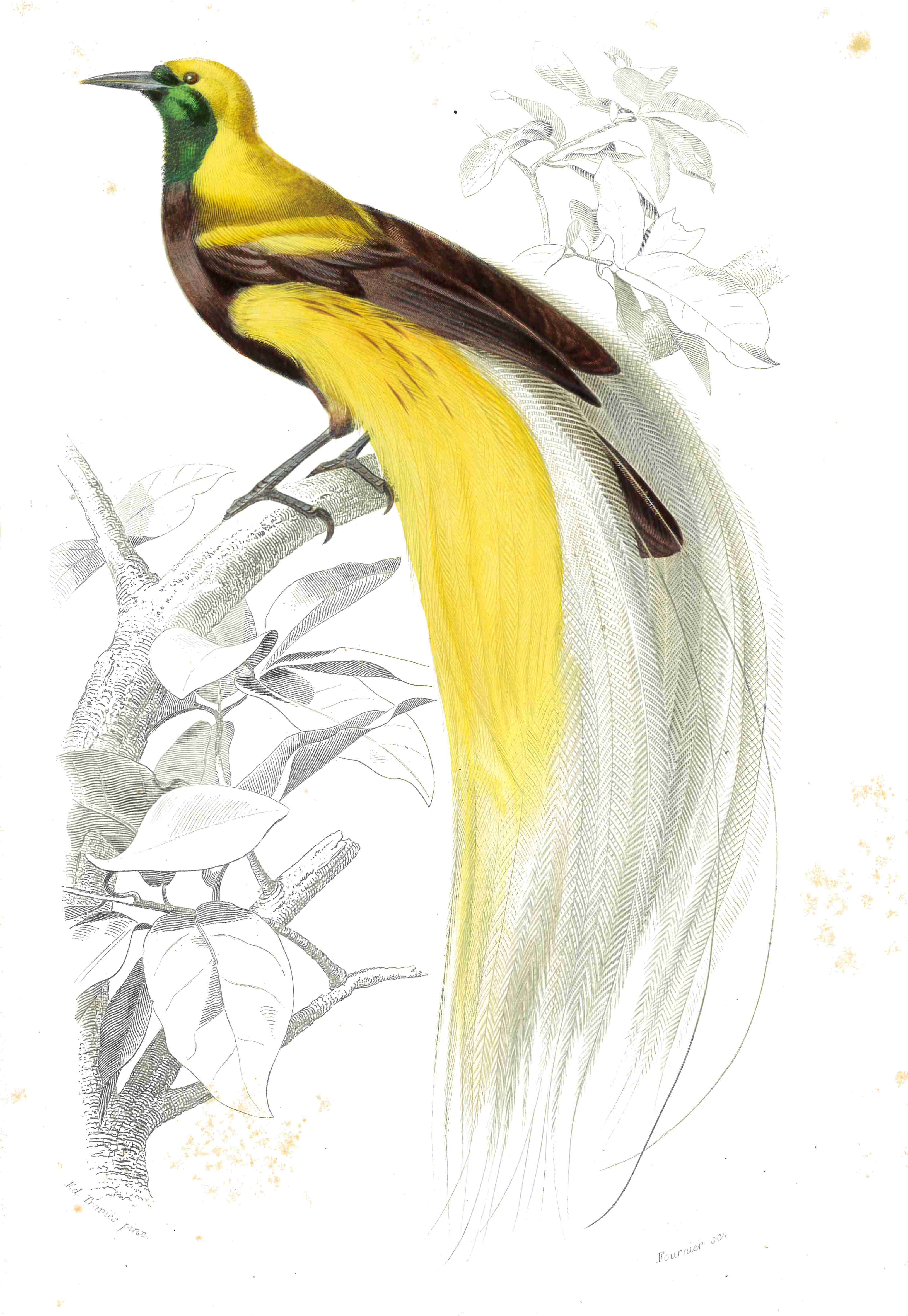 oiseau paradis