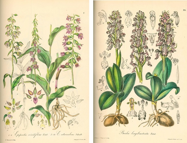 orchibarla4