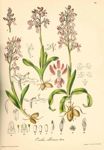 orchibarla5