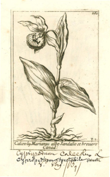 orchidbarla2