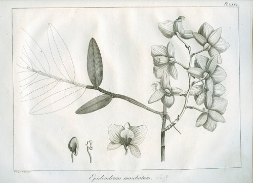 orchidbarla3