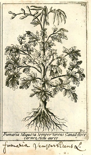 plantae1
