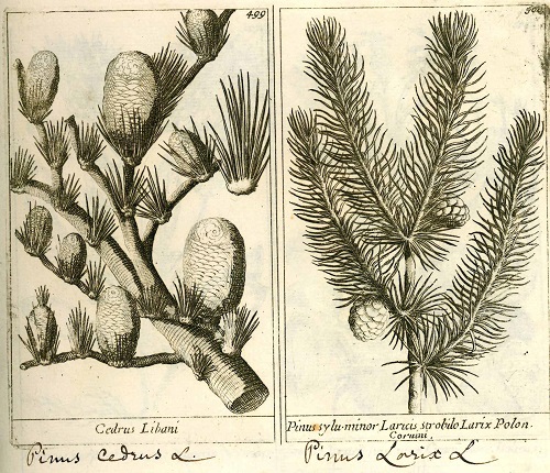 plantae2
