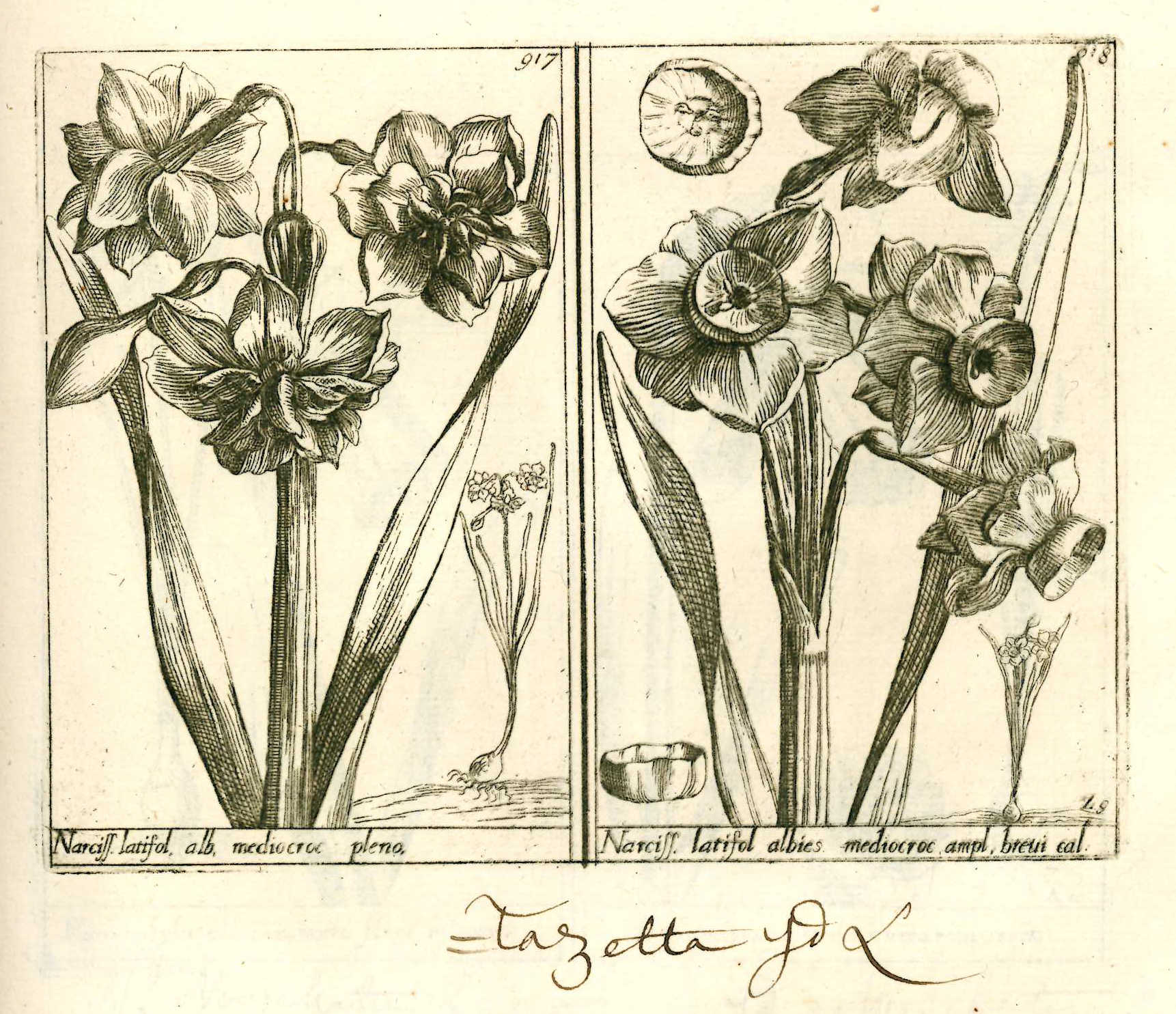 plantae3